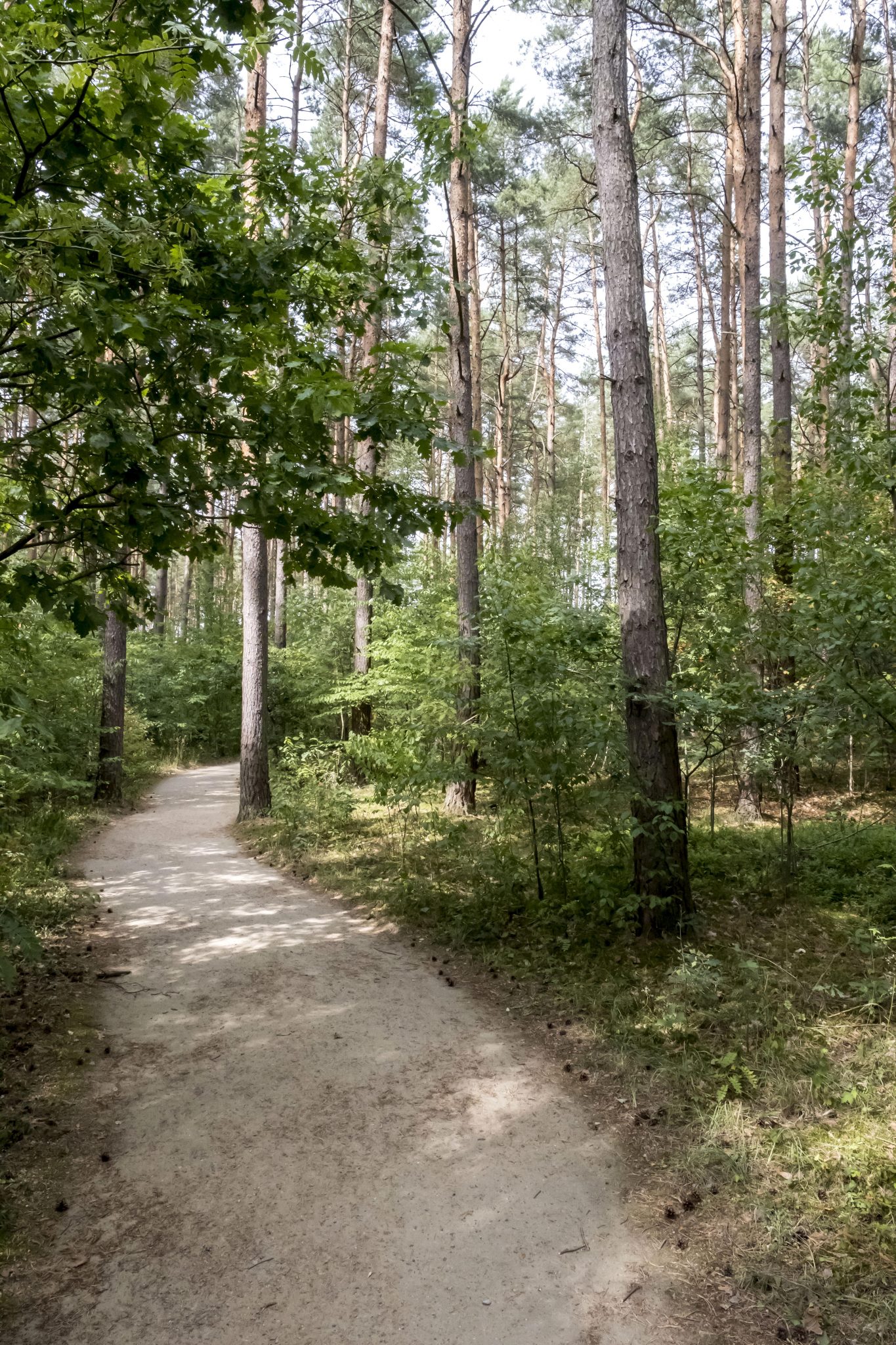 Impressionen Wald_DSF5368