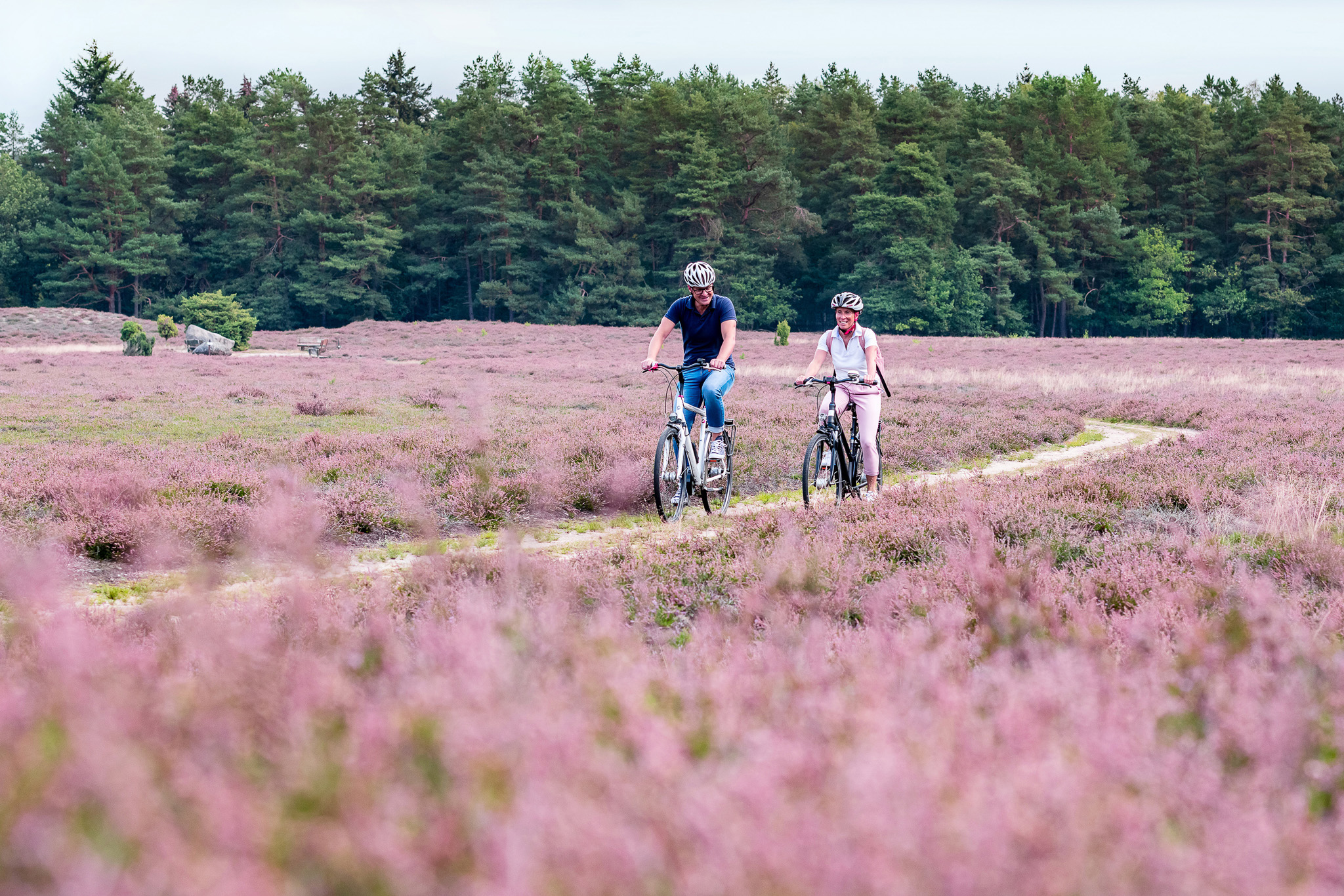 Radfahrer fahren durch die lila blühende Klein Bünstorfer Heide